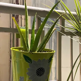 Aloe vera