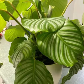 Calathea orbifolia