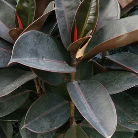Ficus elástica (Gomero)