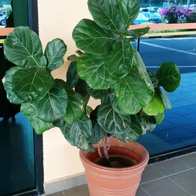 Ficus Lyrata (Ficus hoja de violín)