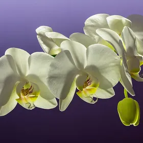 Orquídea Phalaenopsis
