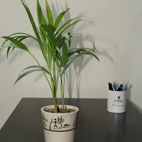 Palmera Areca