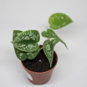 Philodendron trepador