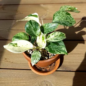 Potus (Epipremnum aureum)